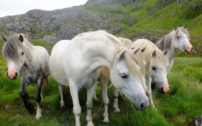 Wild country, wild goats, wild horses