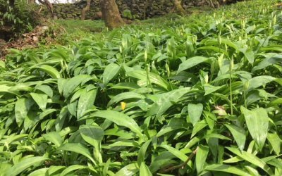 Wild garlic camp fire cooking