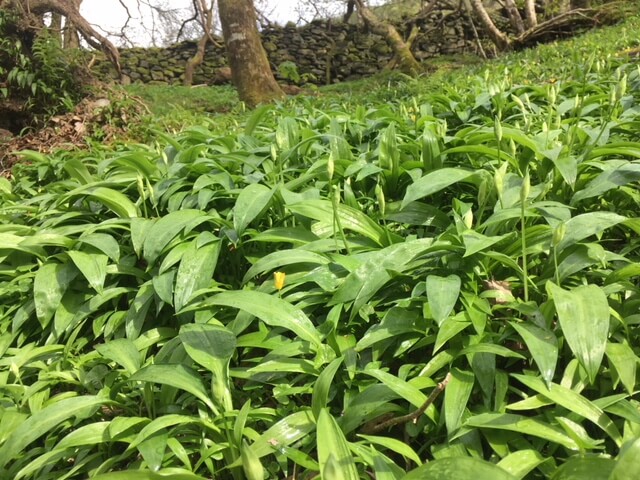 Wild garlic camp fire cooking