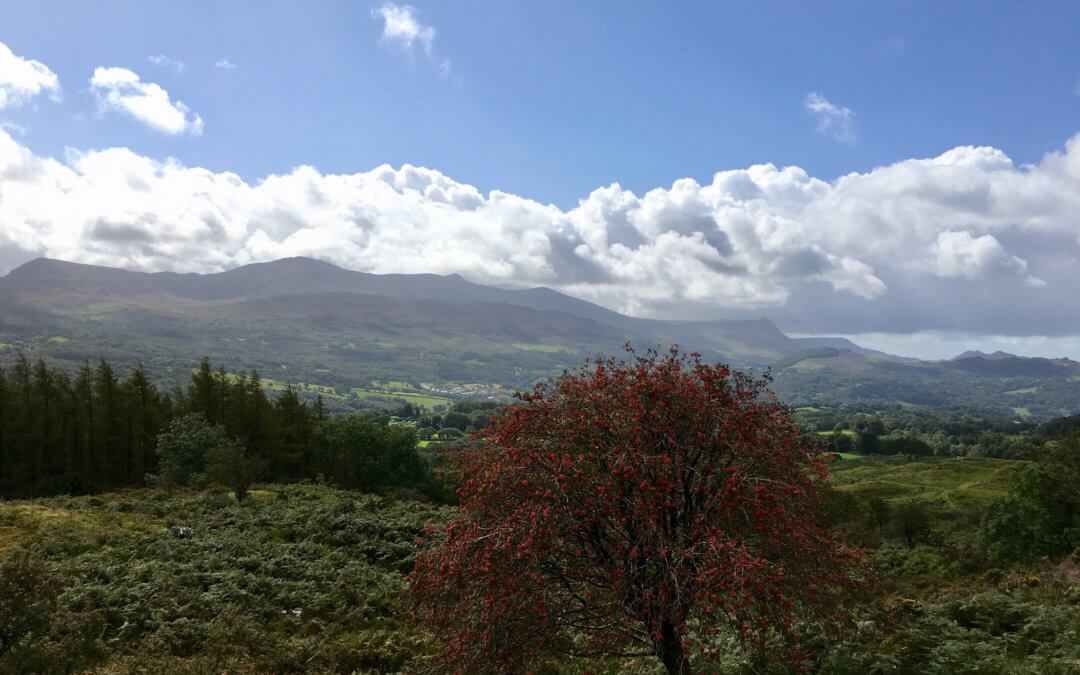 A walk around Foel Offrwm on the Nannau Estate