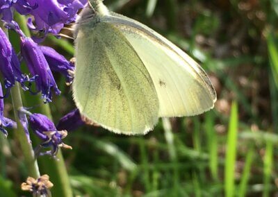 Butterfly at Graig Wen