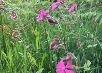 Wildflowers