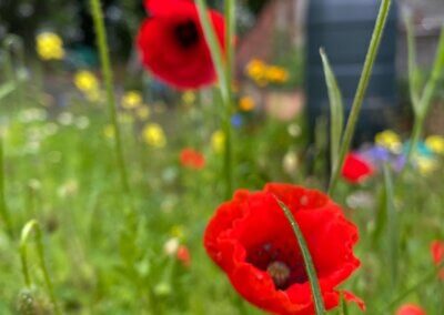 Wild poppies