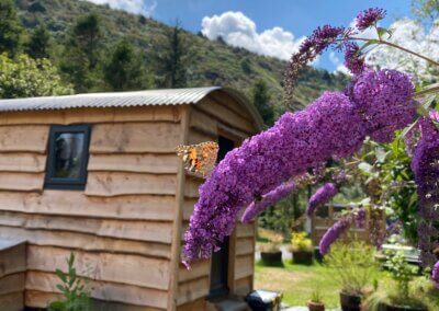 Butterfly and Small Duchess