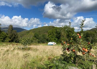 Tent and orchard