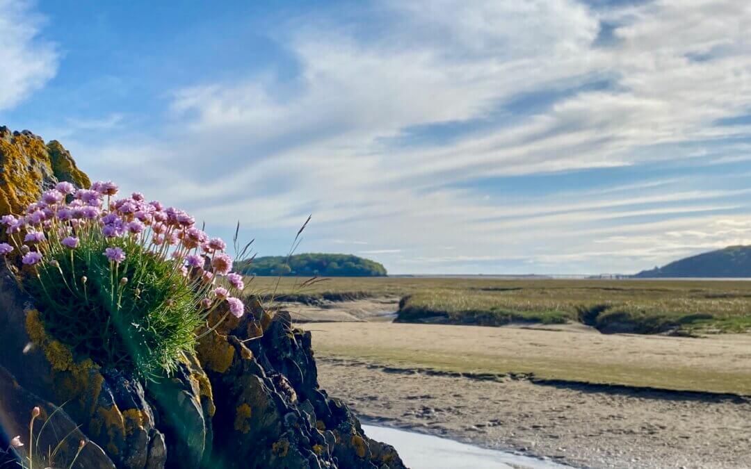 Sea pinks on Mawddach Estuary, Snowdonia holiday cottages