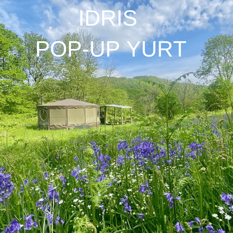 Yurt in bluebells, North Wales glamping