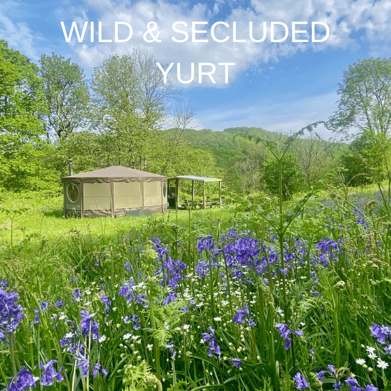YURT IN BLUEBELLS